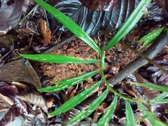 Costus stenophyllus
