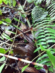 Costus stenophyllus