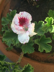 Pelargonium