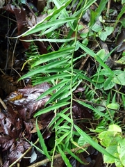 Costus stenophyllus