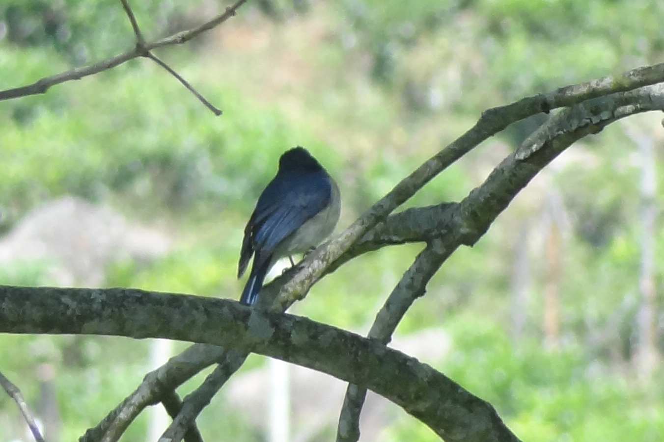 White-bellied Blue Flycatcher illustration