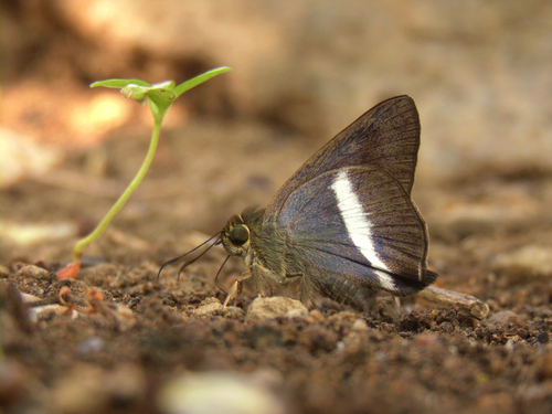 White Banded Awl