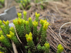 Sedum chrysicaulum