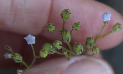 Saltugilia australis