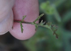 Saltugilia australis