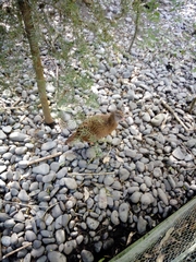 Gallirallus australis hectori