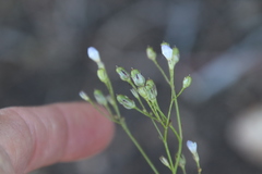 Saltugilia australis