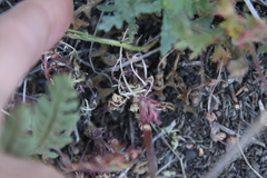 Saltugilia australis