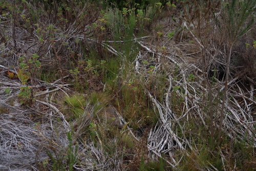 Image of Juncus capensis by (c) Tony Rebelo, some rights reserved (CC BY-SA)