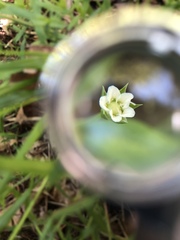 Moehringia