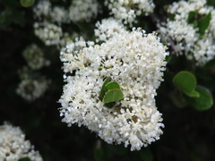 Ceanothus buxifolius