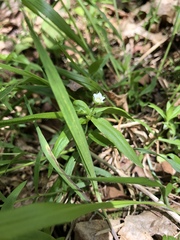 Moehringia