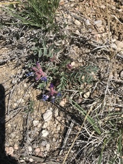 Astragalus shortianus
