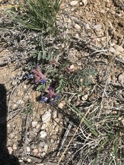 Astragalus shortianus