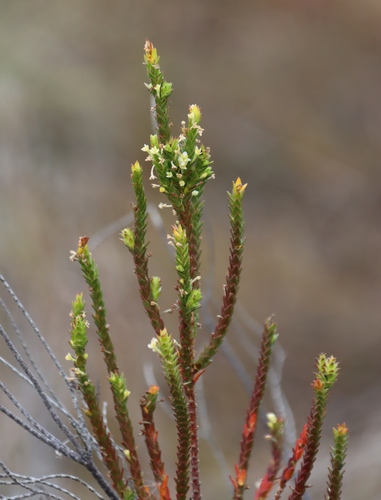 Image of Struthiola striata by (c) Tony Rebelo, some rights reserved (CC BY-SA)