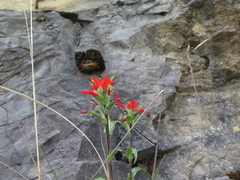 Castilleja scorzonerifolia
