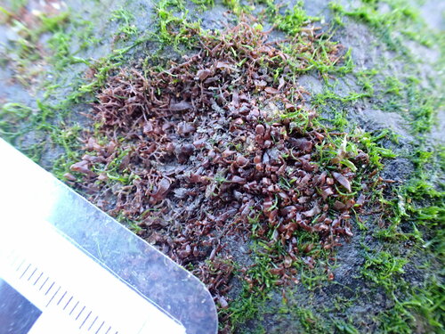 Gelidium pusillum observed 2024-03-15