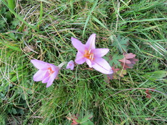 Colchicum lusitanum
