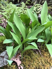 Convallaria majalis
