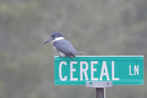 Belted Kingfisher photographed in Mississippi