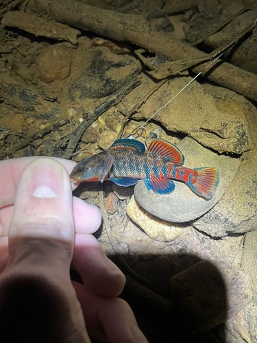 Rainbow darter (Etheostoma caeruleum) — Percidae — 3