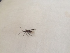 Leptoglossus clypealis