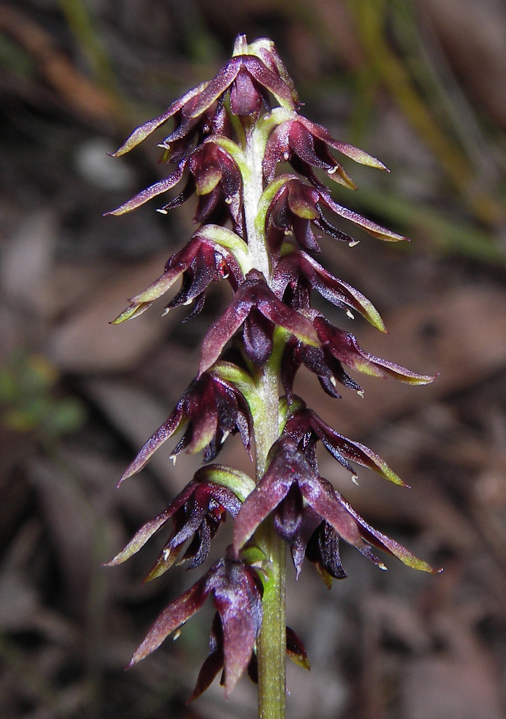 Genoplesium bishopii