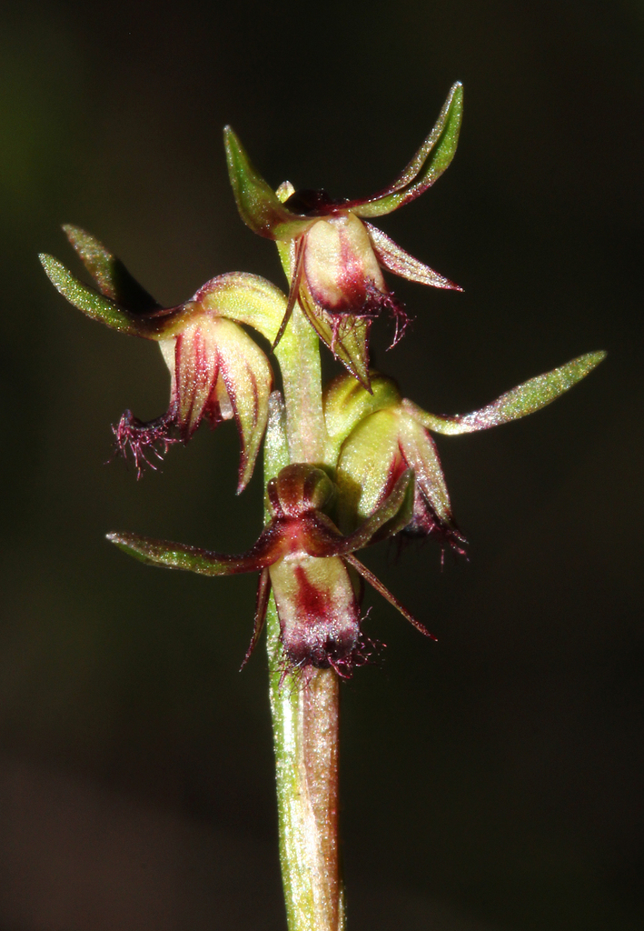 Genoplesium branwhiteorum