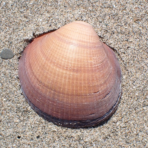 Violet Bittersweet Clam