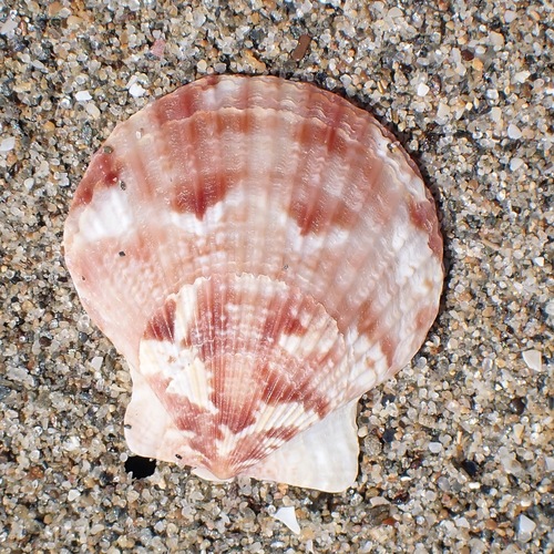 Queen scallop