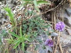 Astragalus purpusii