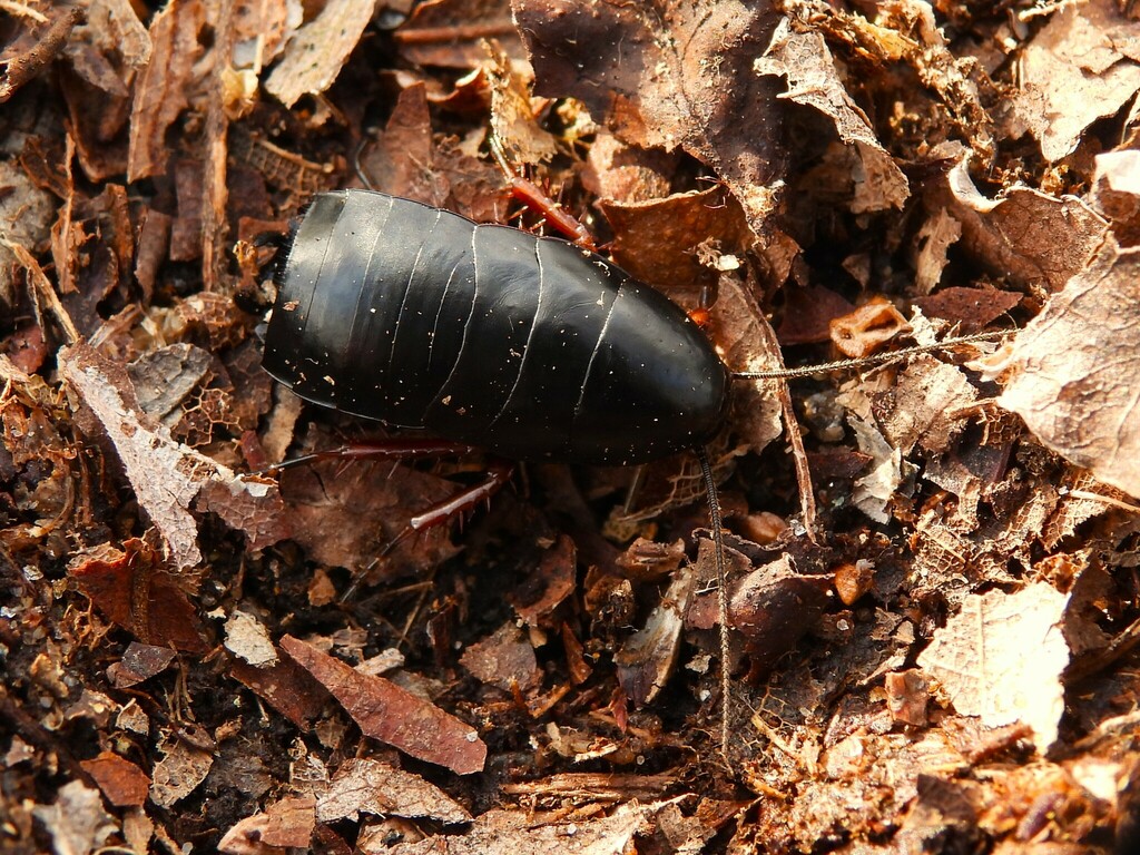 dark wood cockroach