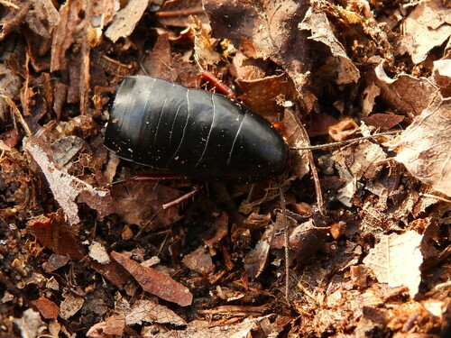 dark wood cockroach