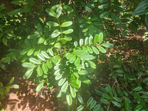 Paradisetree (Simarouba glauca)