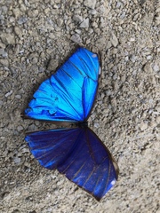 Morpho aega