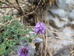 Astragalus purpusii