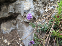 Astragalus purpusii