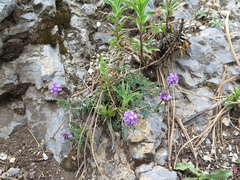 Astragalus purpusii