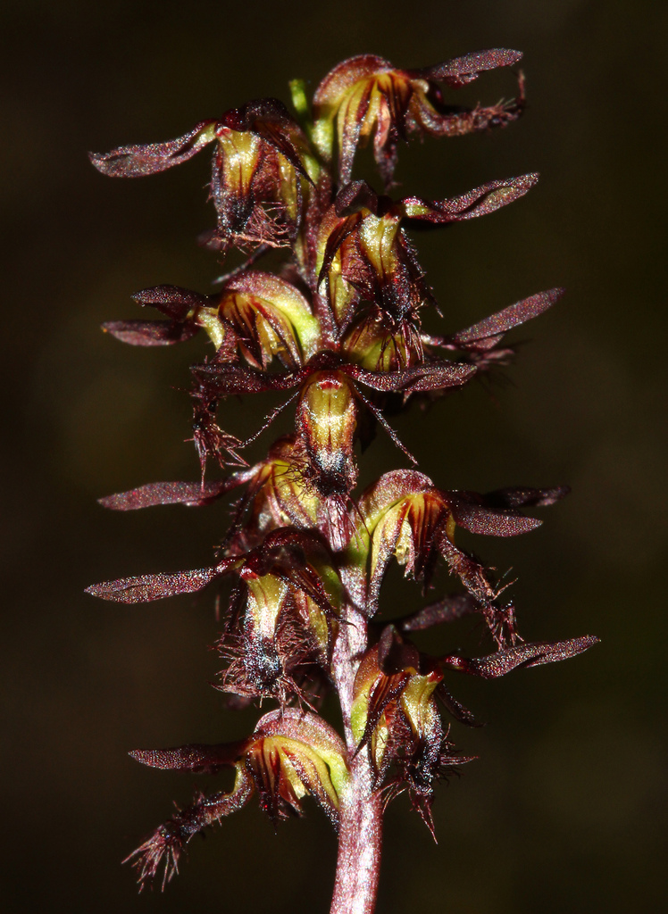 Genoplesium citriodorum