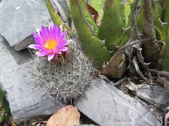 Rapicactus beguinii