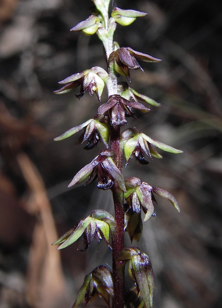 Genoplesium clivicola