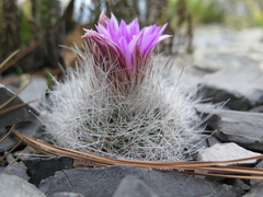 Rapicactus beguinii