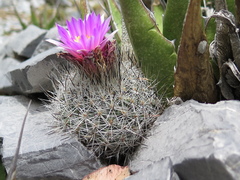 Rapicactus beguinii