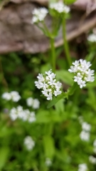 Valerianella umbilicata