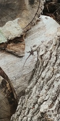 Anolis carolinensis