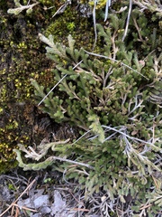 Selaginella wallacei image
