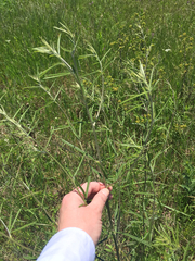 Pediomelum linearifolium