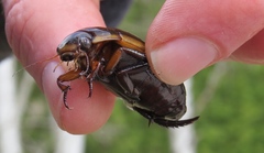 Dytiscus verticalis