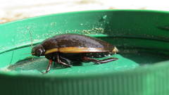 Dytiscus verticalis