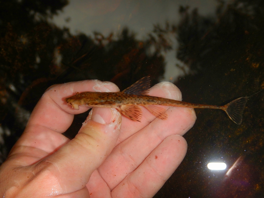 Yellowtail whiptail catfish (Fonchiiichthys uracanthus) — Loricariidae